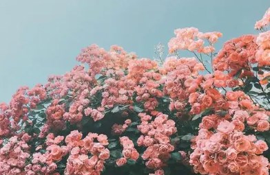 自動更換壁紙的手機軟件下載