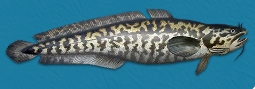 冰釣大師