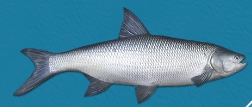冰釣大師