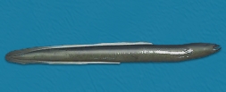 冰釣大師