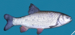 冰釣大師