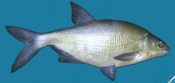 冰釣大師