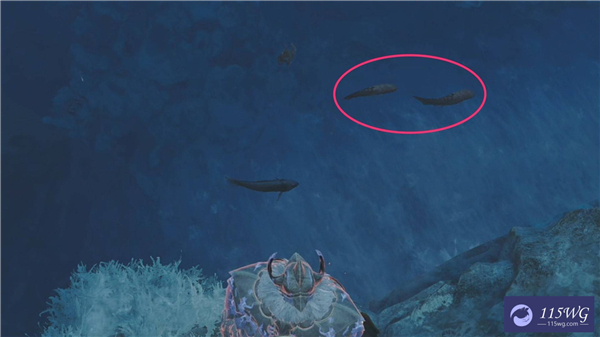 怪物獵人荒野帶卵弓鰭魚在哪里-怪物獵人荒野帶卵弓鰭魚位置一覽