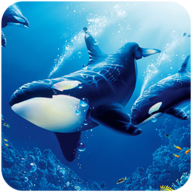 虎鯨模擬器(The Killer Whale)