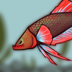 斗魚(yú)戰(zhàn)斗